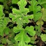 Pelargonium graveolens Feuille