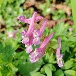 Corydalis cavaBlüte