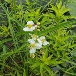Sagittaria graminea Квітка