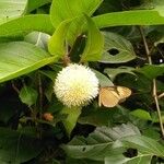 Nauclea latifolia Blodyn