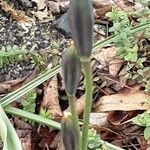 Tulipa turkestanica Fruto