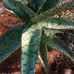 Aloe marlothii Yaprak