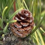 Pinus mugo Плід