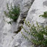 Clinopodium album Habit