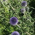 Echinops bannaticus Цветок