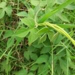 Ipomoea hederacea Alkat (teljes növény)