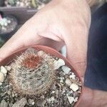 Echinocereus dasyacanthus Лист