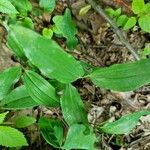 Maianthemum racemosum Blatt
