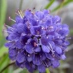 Succisa pratensis Flor
