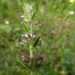 Micromeria graeca Leaf