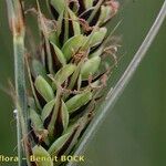 Carex buxbaumii Плід