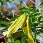 Clematis orientalis Flower
