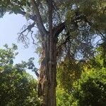 Juniperus procera Φλοιός