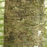 Licania densiflora Bark