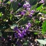 Hardenbergia violaceaLeaf