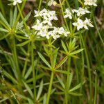 Galium anisophyllon Листок