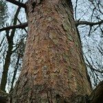 Pinus rigida Bark