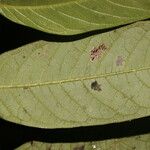 Hirtella guatemalensis Листок