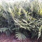Alpinia galanga Leaf