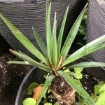 Yucca gigantea叶