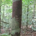 Licaria chrysophylla Tabia