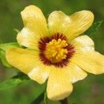 Sida rhombifolia Blüte