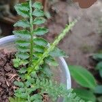Asplenium alatum Folla