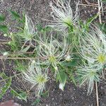 Clematis orientalis Fruit