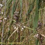 Allium savii Hábito