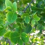 Crossopetalum rhacoma Hostoa