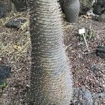 Pachypodium geayi 樹皮