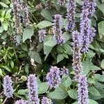 Agastache rugosa Flower