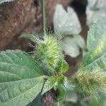 Acalypha aristata Цвят