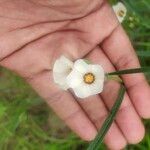 Sida linifolia Flower