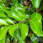 Ligustrum japonicumपत्ता