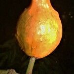 Garcinia macrophylla Плод