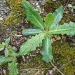 Hypochaeris glabra Leaf