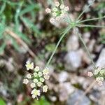 Laserpitium peucedanoides