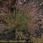 Agrostis vinealis Habitatea
