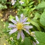 Symphyotrichum oolentangiense 花