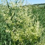 Trisetum flavescens Flower