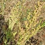 Chenopodium ficifolium Lehti