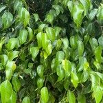 Ficus retusaपत्ता