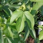 Gossypium herbaceum Likasa