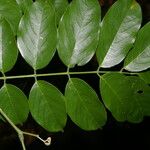 Lonchocarpus guatemalensis Blatt