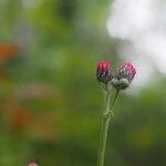 Cirsium tuberosum Λουλούδι