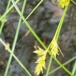 Carex remota 果實