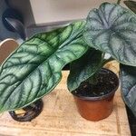 Alocasia baginda Levél