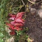 Clianthus puniceus Flor
