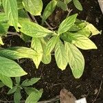 Pachystachys lutea Foglia